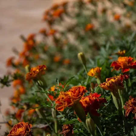 Casa Del Sole 아파트 *