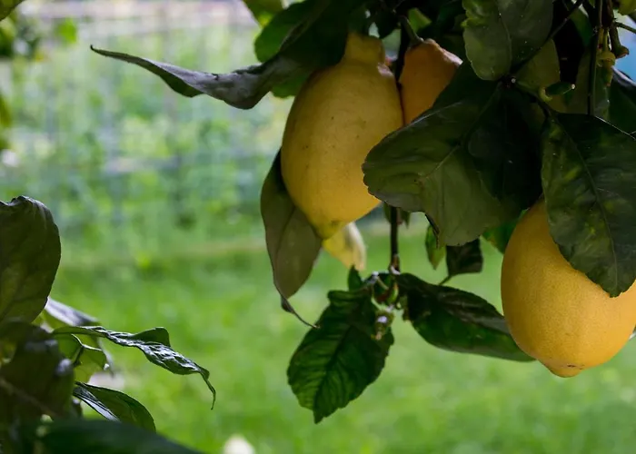 公寓 Casa Del Sole San Salvatore (Genoa)